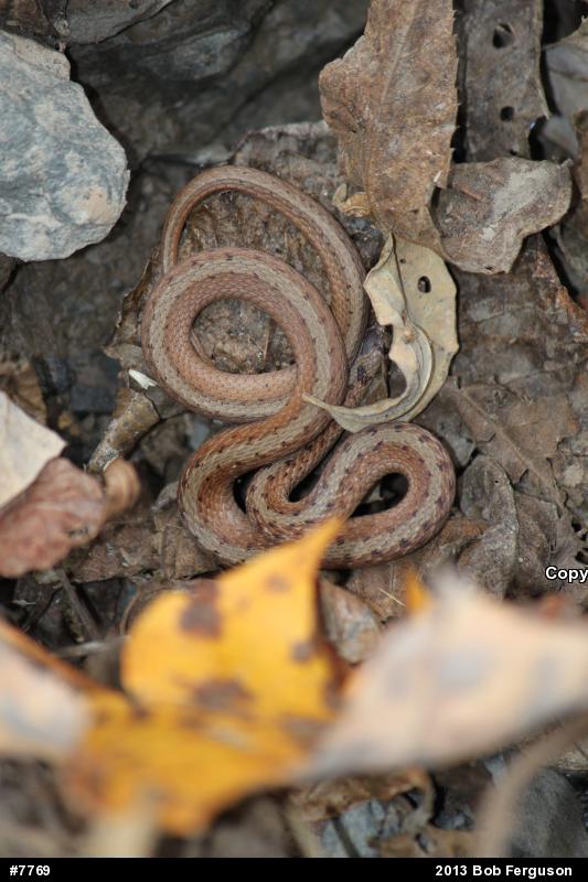 Dekay's Brownsnake