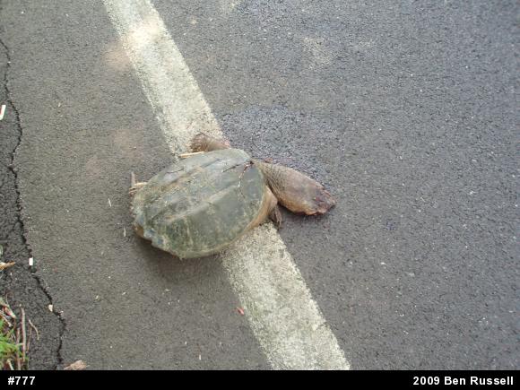 Snapping Turtle
