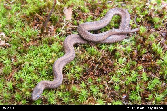 Red-bellied Snake