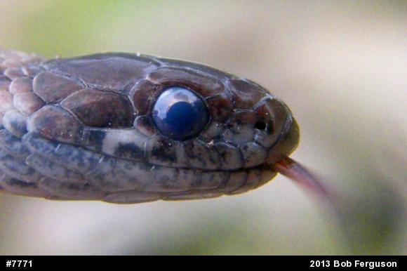 Red-bellied Snake
