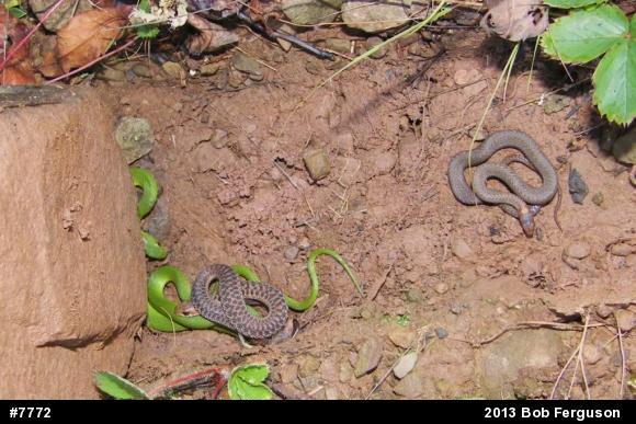 Red-bellied Snake