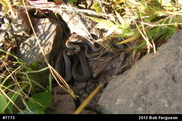 Red-bellied Snake