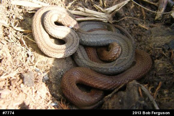 Red-bellied Snake