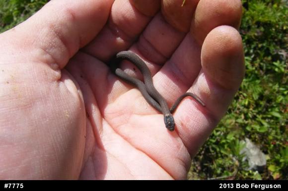 Red-bellied Snake