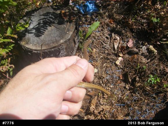 Red-bellied Snake