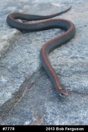 Red-bellied Snake