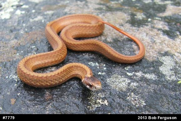 Red-bellied Snake