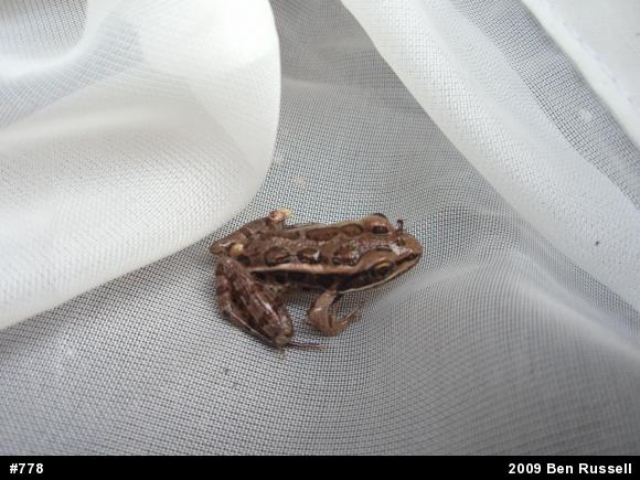 Pickerel Frog