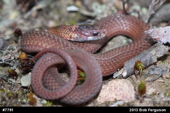 Red-bellied Snake
