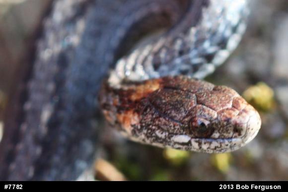Red-bellied Snake