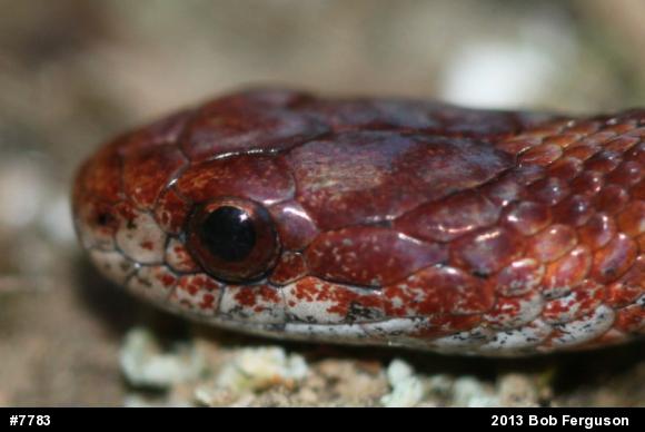 Red-bellied Snake