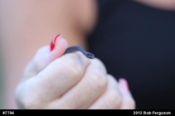 Red-bellied Snake