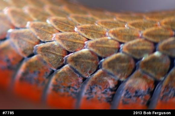 Red-bellied Snake