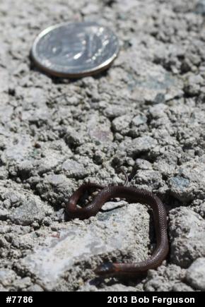 Red-bellied Snake