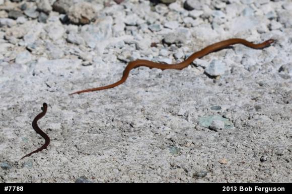 Red-bellied Snake