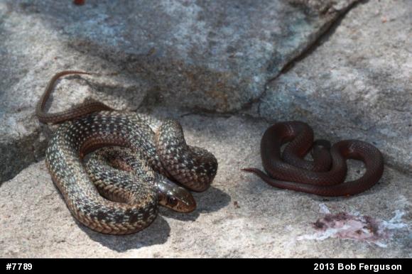 Red-bellied Snake