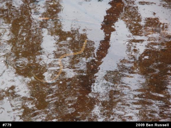 Northern Watersnake