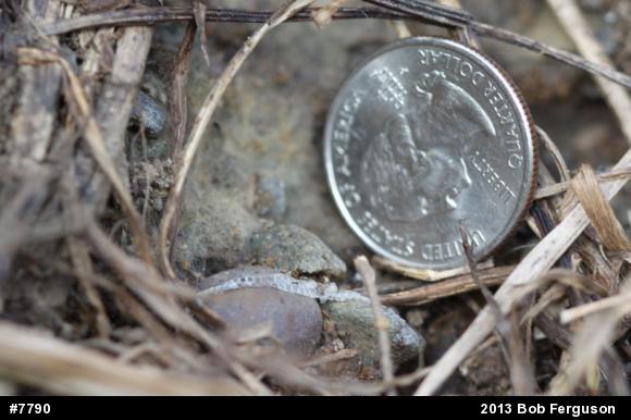Red-bellied Snake