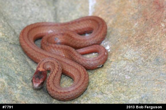 Red-bellied Snake