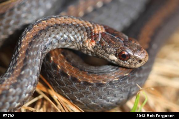 Red-bellied Snake