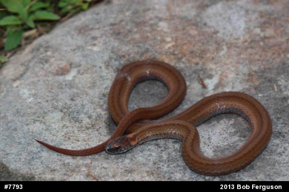 Red-bellied Snake