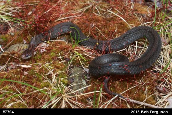Red-bellied Snake