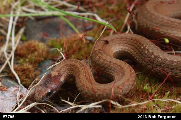 Red-bellied Snake