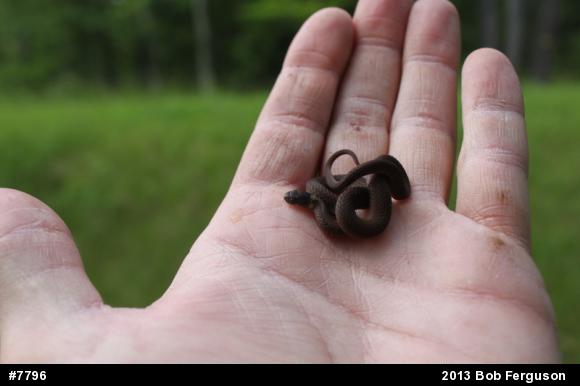 Red-bellied Snake