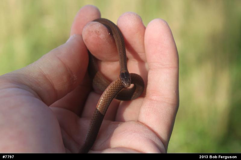 Red-bellied Snake