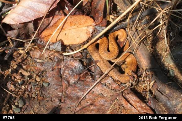 Red-bellied Snake