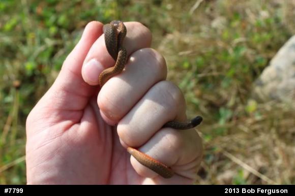 Red-bellied Snake