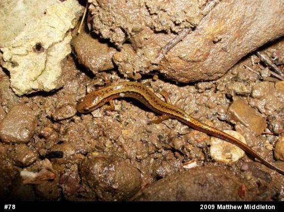 Northern Two-lined Salamander