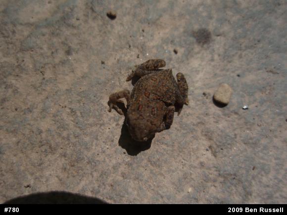 True Toads