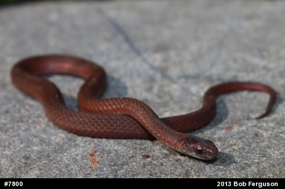 Red-bellied Snake