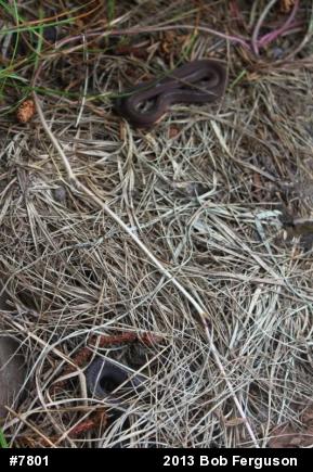 Red-bellied Snake