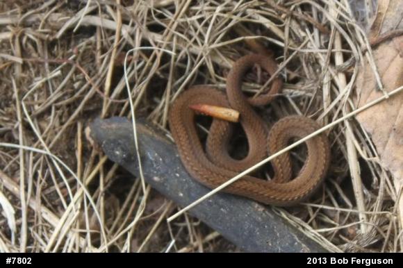 Red-bellied Snake