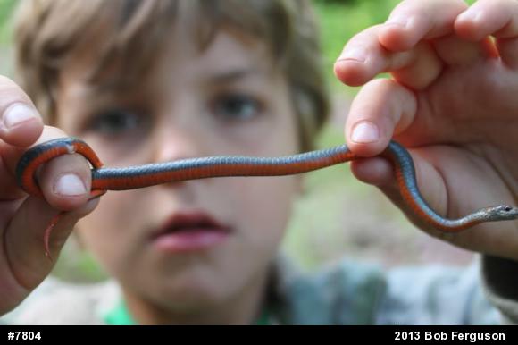 Red-bellied Snake