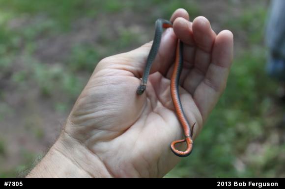 Red-bellied Snake