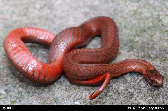 Red-bellied Snake
