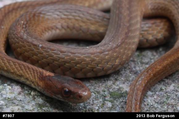 Red-bellied Snake