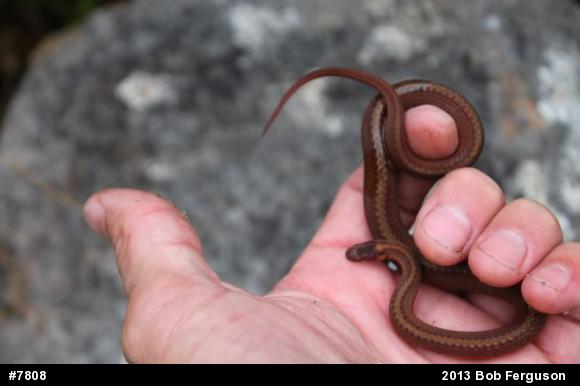 Red-bellied Snake