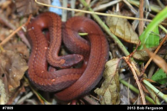 Red-bellied Snake