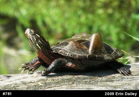 Eastern Painted Turtle