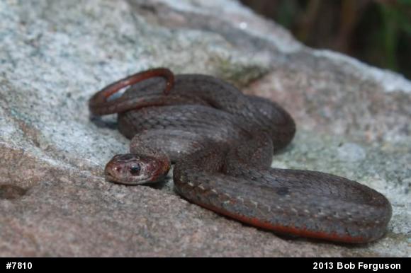 Red-bellied Snake