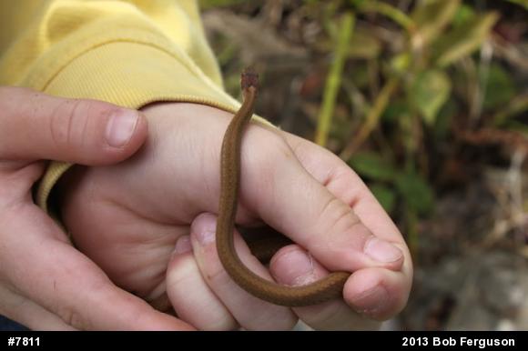 Red-bellied Snake