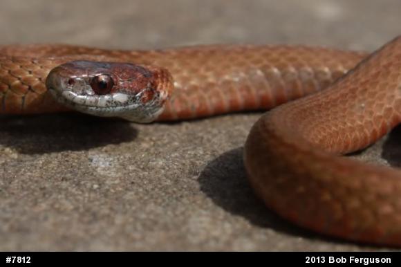Red-bellied Snake