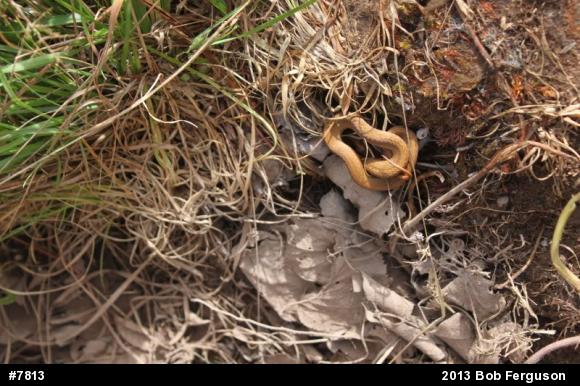 Red-bellied Snake