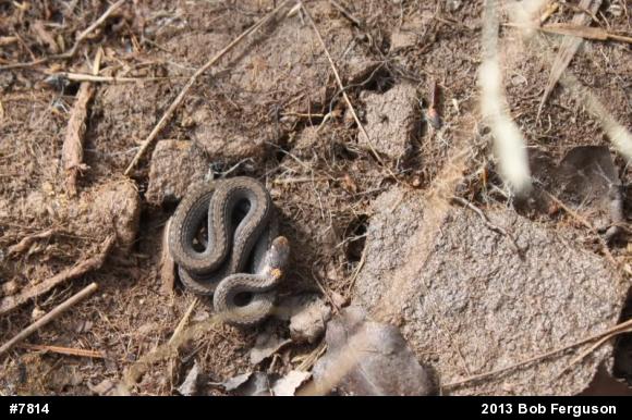 Red-bellied Snake