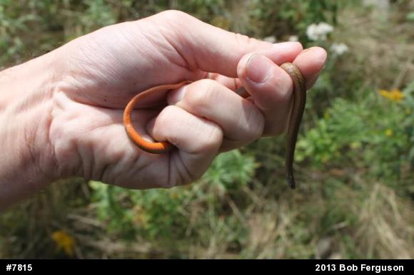 Red-bellied Snake