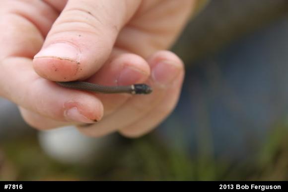 Red-bellied Snake